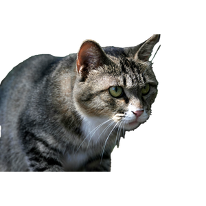A Focused Portrait Of A Tabby Cat With Green Eyes In A Natural Outdoor Setting. 18438 - Cat PNG image with transparent background
